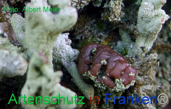 Copyright AiF - Albert Meier Bild zum Eintrag (80079-160)