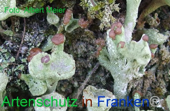 Copyright AiF - Albert Meier Bild zum Eintrag (80080-160)