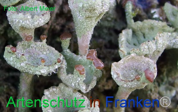 Copyright AiF - Albert Meier Bild zum Eintrag (80081-160)