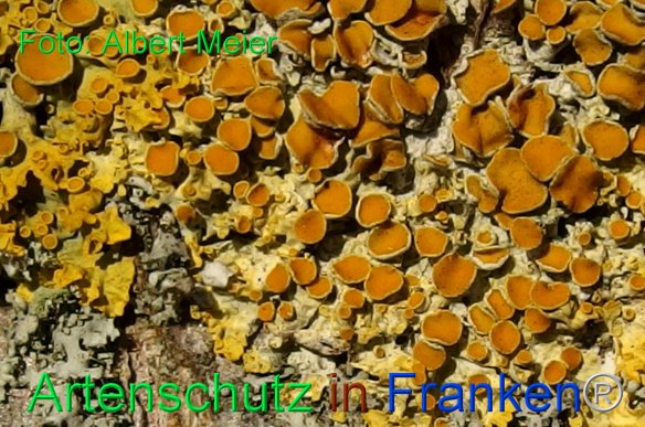 Copyright AiF - Albert Meier Bild zum Eintrag (80086-160)