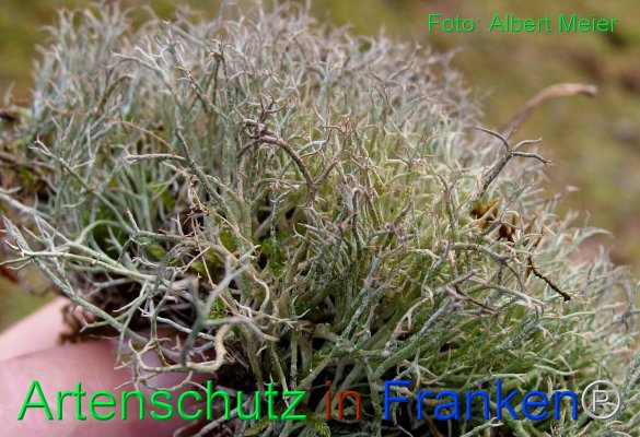 Copyright AiF - Albert Meier Bild zum Eintrag (80090-160)