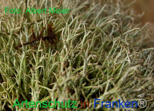 Copyright AiF - Albert Meier Bild zum Eintrag (80091-160)