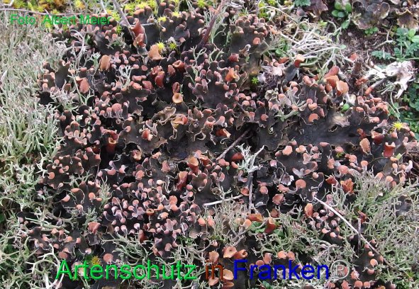 Copyright AiF - Albert Meier Bild zum Eintrag (80102-160)