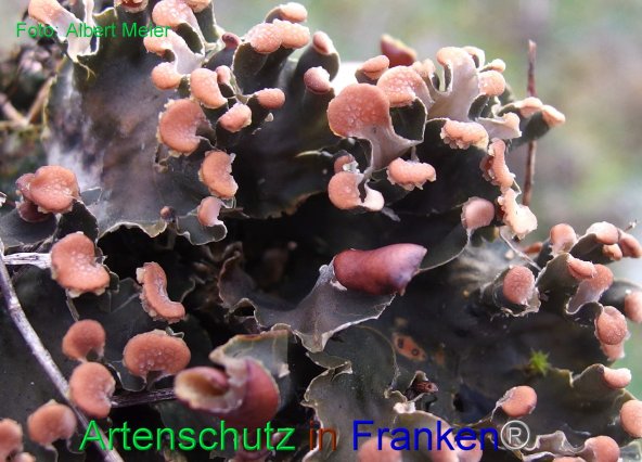 Copyright AiF - Albert Meier Bild zum Eintrag (80104-160)
