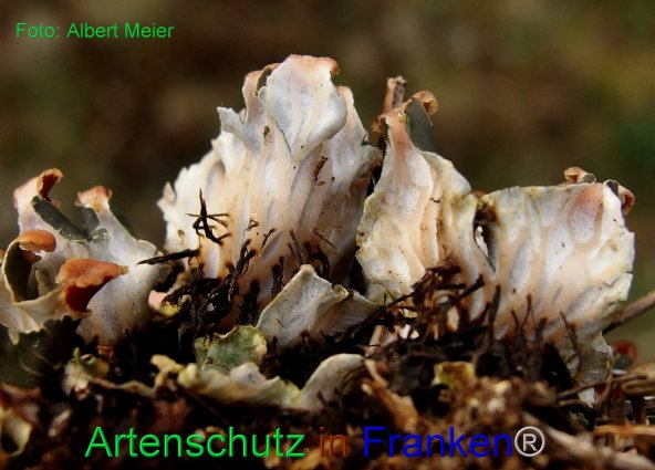 Copyright AiF - Albert Meier Bild zum Eintrag (80108-160)