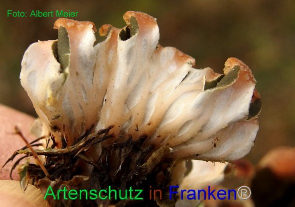 Copyright AiF - Albert Meier Bild zum Eintrag (80109-160)