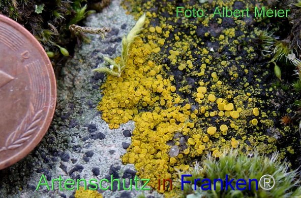 Copyright AiF - Albert Meier Bild zum Eintrag (80241-160)
