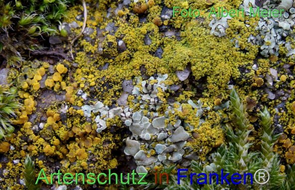 Copyright AiF - Albert Meier Bild zum Eintrag (80242-160)