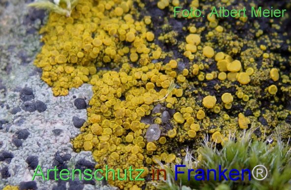 Copyright AiF - Albert Meier Bild zum Eintrag (80244-160)