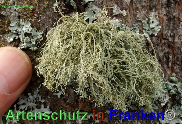 Copyright AiF - Albert Meier Bild zum Eintrag (80353-160)