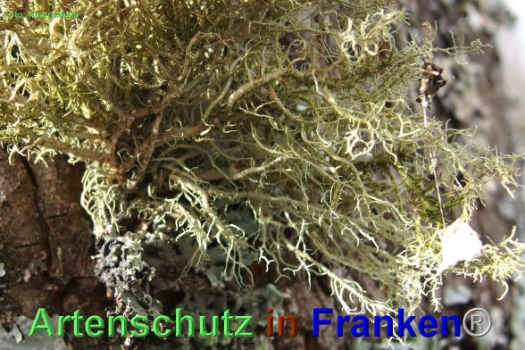 Copyright AiF - Albert Meier Bild zum Eintrag (80354-160)