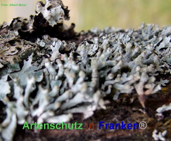 Copyright AiF - Albert Meier Bild zum Eintrag (80358-160)