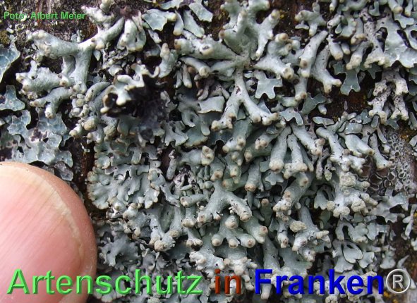 Copyright AiF - Albert Meier Bild zum Eintrag (80359-160)