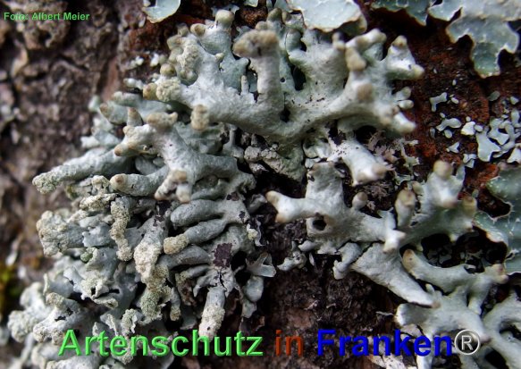 Copyright AiF - Albert Meier Bild zum Eintrag (80361-160)