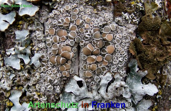 Copyright AiF - Albert Meier Bild zum Eintrag (80364-160)