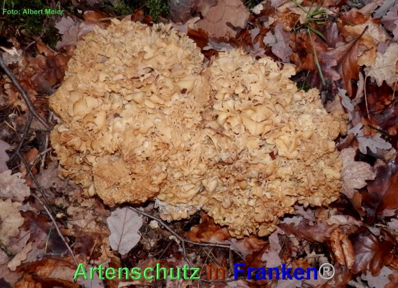 Copyright AiF - Albert Meier Bild zum Eintrag (80371-160)
