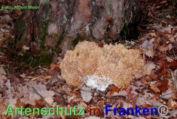 Copyright AiF - Albert Meier Bild zum Eintrag (80372-160)