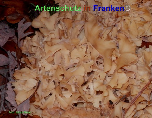 Copyright AiF - Albert Meier Bild zum Eintrag (80376-160)