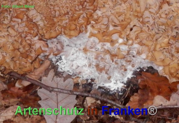Copyright AiF - Albert Meier Bild zum Eintrag (80377-160)