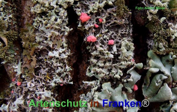 Copyright AiF - Albert Meier Bild zum Eintrag (80392-160)