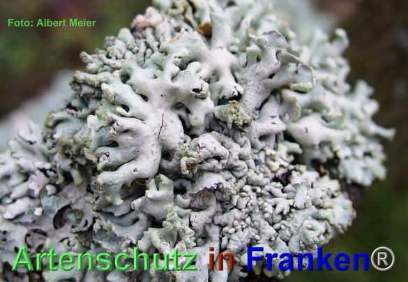 Copyright AiF - Albert Meier Bild zum Eintrag (80417-160)