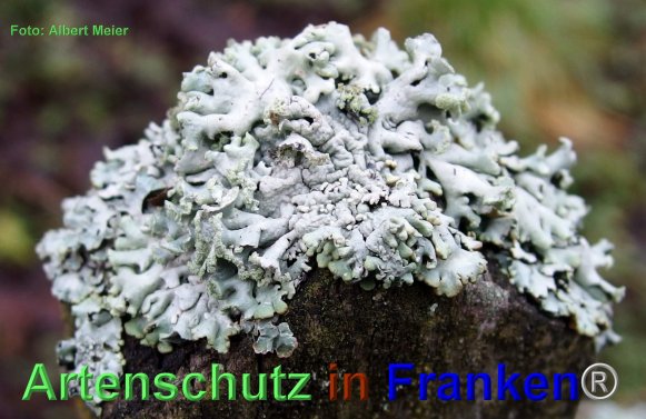 Copyright AiF - Albert Meier Bild zum Eintrag (80418-160)