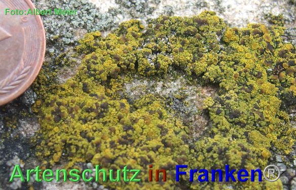 Copyright AiF - Albert Meier Bild zum Eintrag (80433-160)