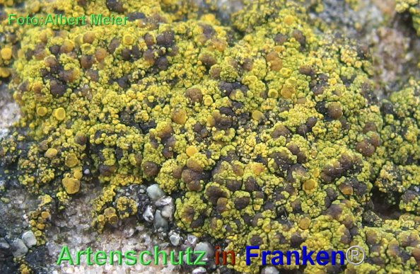 Copyright AiF - Albert Meier Bild zum Eintrag (80434-160)
