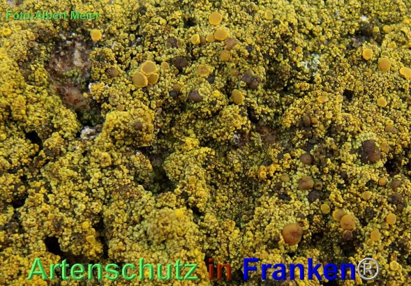 Copyright AiF - Albert Meier Bild zum Eintrag (80436-160)