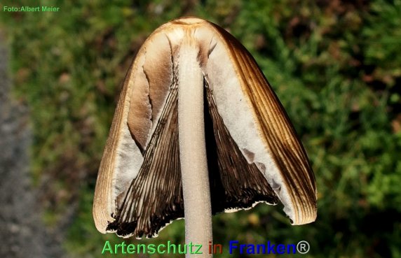 Copyright AiF - Albert Meier Bild zum Eintrag (80440-160)
