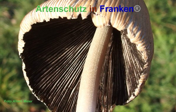 Copyright AiF - Albert Meier Bild zum Eintrag (80443-160)
