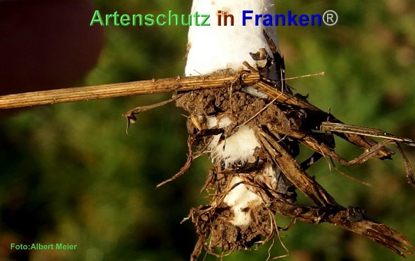 Copyright AiF - Albert Meier Bild zum Eintrag (80444-160)