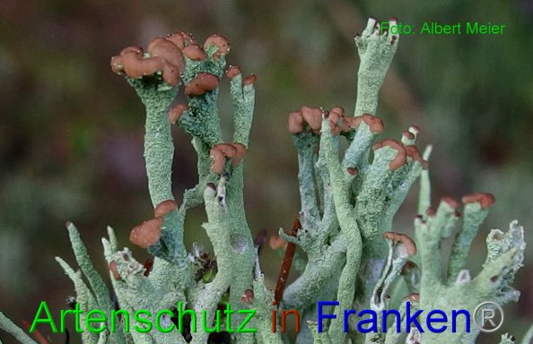 Copyright AiF - Albert Meier Bild zum Eintrag (80490-160)