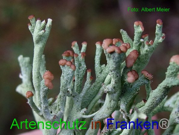 Bild zum Eintrag (80492-160)