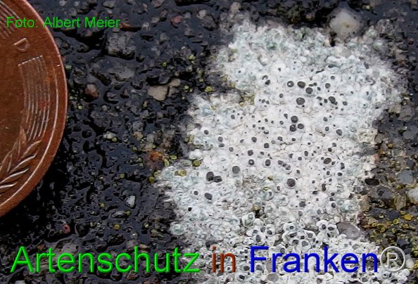 Copyright AiF - Albert Meier Bild zum Eintrag (80535-160)