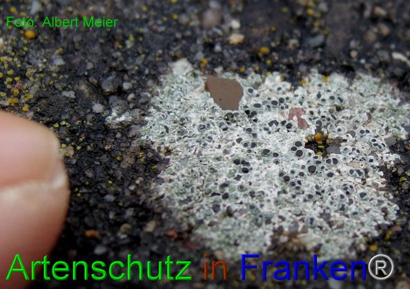 Copyright AiF - Albert Meier Bild zum Eintrag (80536-160)