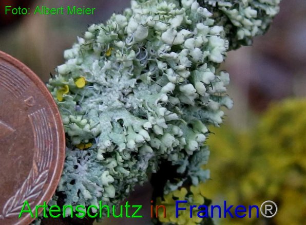 Copyright AiF - Albert Meier Bild zum Eintrag (80586-160)