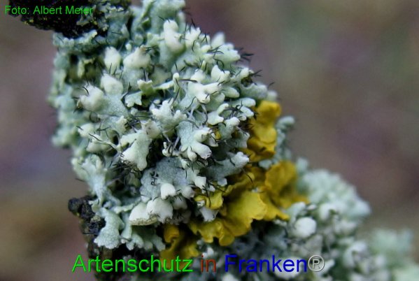 Copyright AiF - Albert Meier Bild zum Eintrag (80588-160)