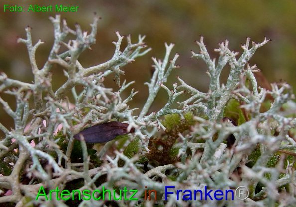 Copyright AiF - Albert Meier Bild zum Eintrag (80591-160)