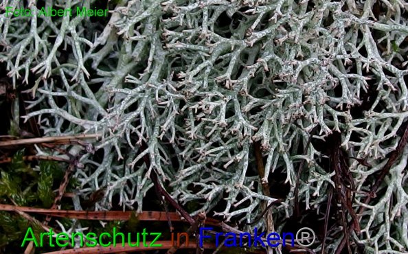 Copyright AiF - Albert Meier Bild zum Eintrag (80593-160)