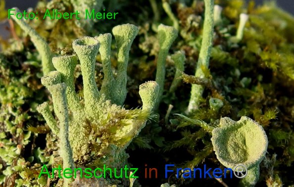 Copyright AiF - Albert Meier Bild zum Eintrag (80665-160)