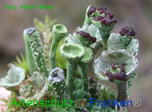 Copyright AiF - Albert Meier Bild zum Eintrag (80711-160)