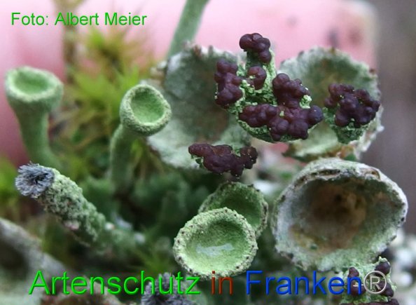 Copyright AiF - Albert Meier Bild zum Eintrag (80712-160)