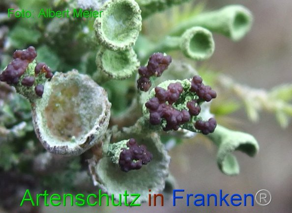 Copyright AiF - Albert Meier Bild zum Eintrag (80713-160)