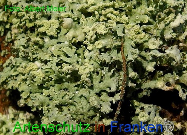 Copyright AiF - Albert Meier Bild zum Eintrag (80722-160)