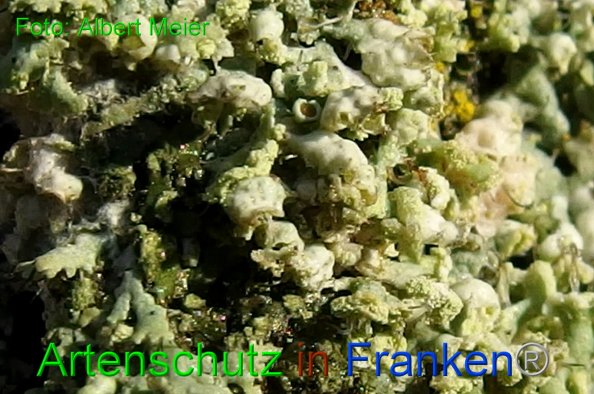 Copyright AiF - Albert Meier Bild zum Eintrag (80723-160)