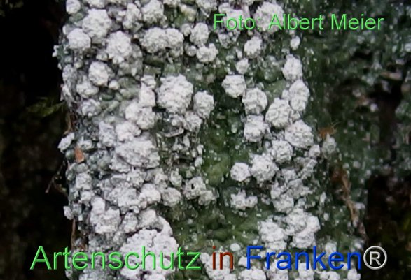 Copyright AiF - Albert Meier Bild zum Eintrag (80919-160)