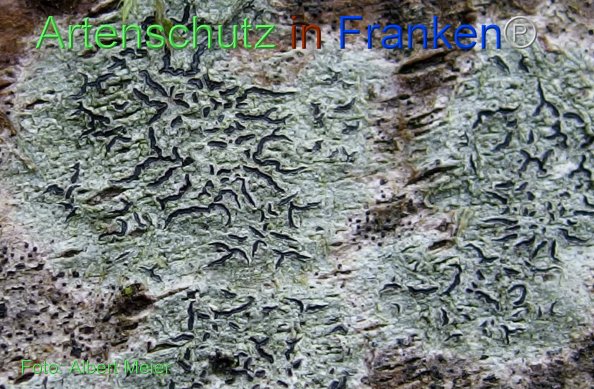 Copyright AiF - Albert Meier Bild zum Eintrag (80922-160)