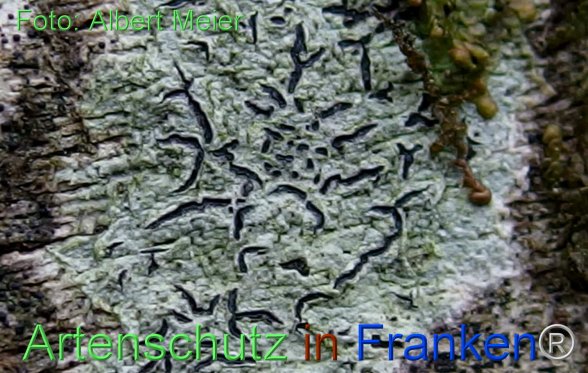Copyright AiF - Albert Meier Bild zum Eintrag (80923-160)