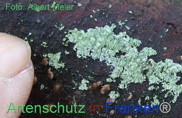 Copyright AiF - Albert Meier Bild zum Eintrag (81122-160)